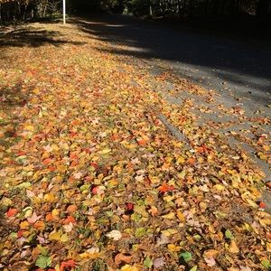 Meet your Posher, Maddie